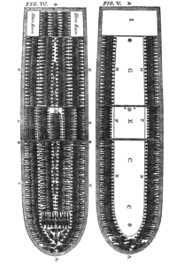 Slave ship diagram